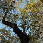 Aşk Diye Bildiğimiz